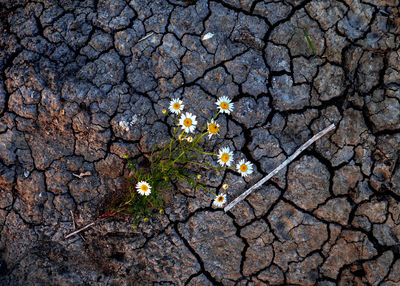 High angle view of flowering plant