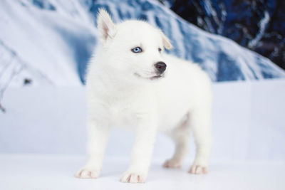 Close-up of white dog