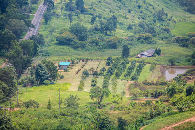 High angle view of trees on field