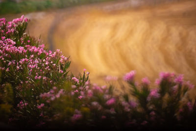 Purple flowering plants on field