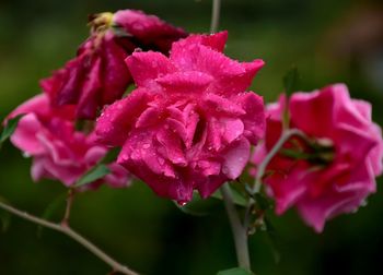 Close-up of wet flowers blooming outdoors