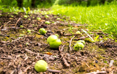 Close-up of fruit growing on field