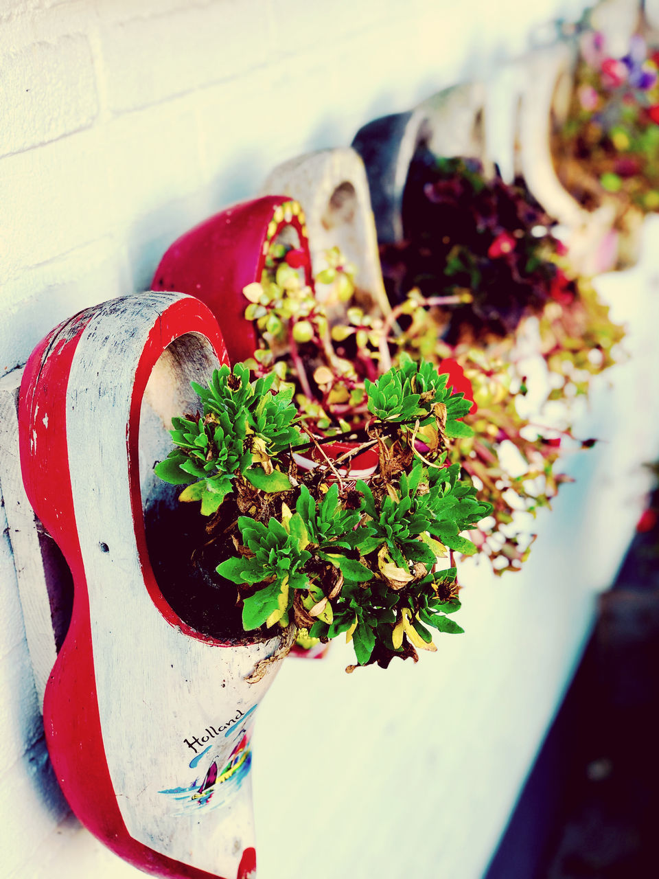 HIGH ANGLE VIEW OF POTTED PLANT ON POT