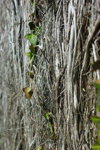 Close-up of plant in forest