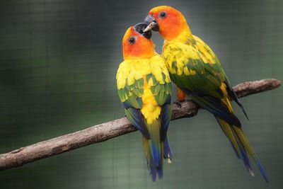 Close-up of sun parakeets feeding on stick at zoo