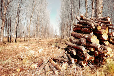 Stack of logs in forest