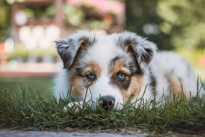 Young australian shepherd dog rests on the grass in the garden and smiles happily