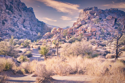 Moody golden hour at joshua tree national park in california.