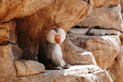 Lion sitting on rock at zoo