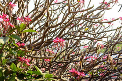 Low angle view of pink flowers on tree