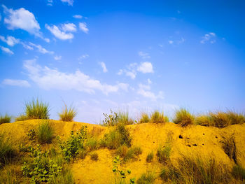 Scenic view of field against sky