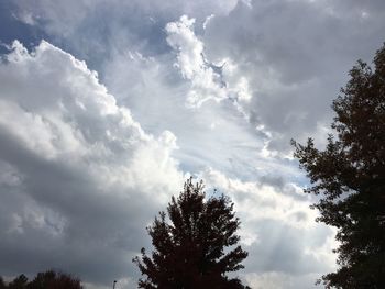 Low angle view of trees against sky