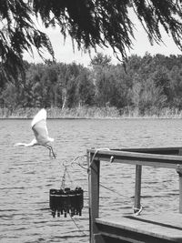 View of swan perching on lake against trees