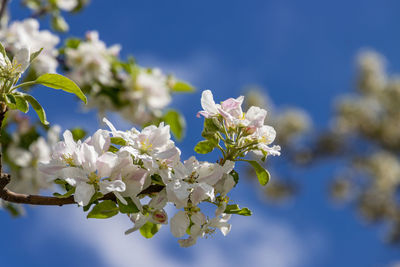 Close-up of white flowering plant against sky