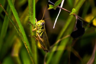 Close-up of insect on plant