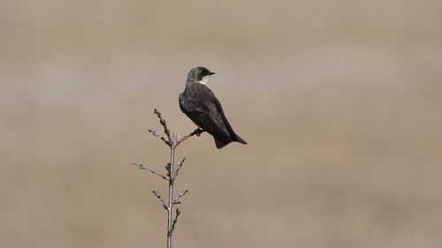 Swallow perched