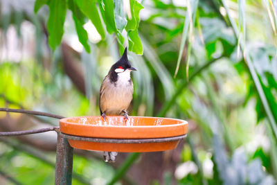 Close-up of bird perching on a plant