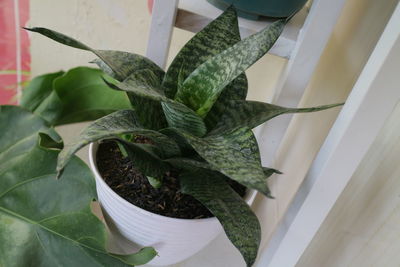 High angle view of succulent plant in pot