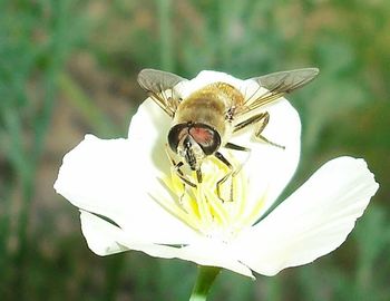 Close-up of white flower