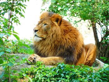 Lion relaxing by plants against trees