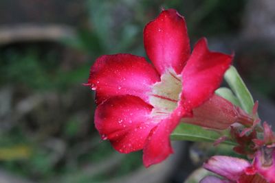 Close-up of water drops on red flower