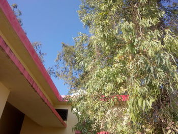 Low angle view of trees and plants against sky