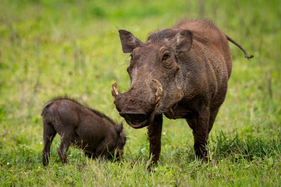 Wild boars on grassy field