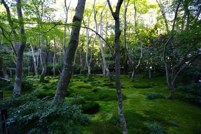 Trees in forest