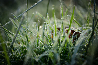 Close-up of wet grass during rainy season