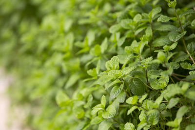 Mint leaves in the garden