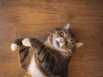 Funny face expression of domestic fat cat cute lovely beautiful pet lying on the brown wooden floor