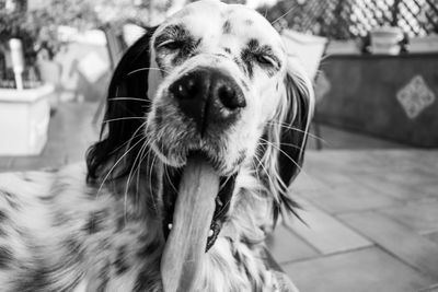 Close-up of dog looking away