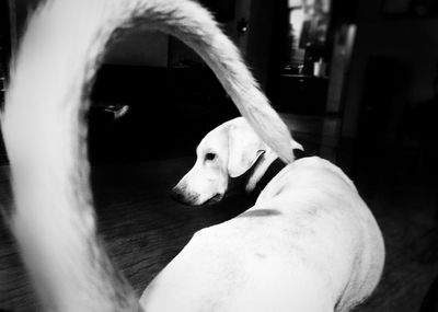 Close-up of dog