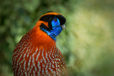 Close-up of peacock