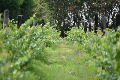 Plants and trees in park