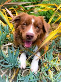 Close-up portrait of a dog