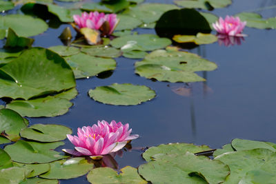 Close-up of lotus water lily in pond