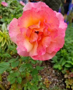 Close-up of pink flower blooming outdoors