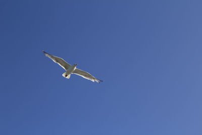 Low angle view of bird flying against clear blue sky