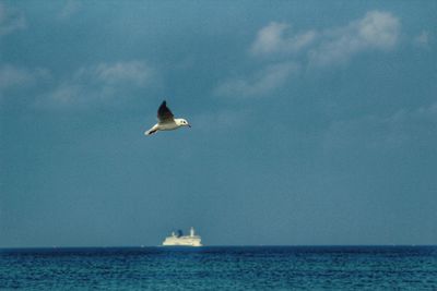 Seagull flying over sea against sky