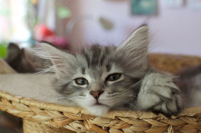Portrait of cat in basket