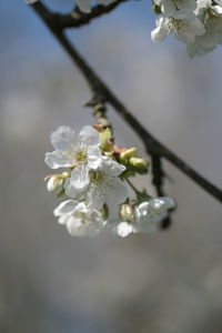 Close-up of white cherry blossom