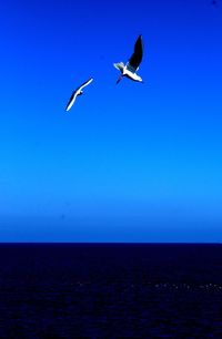 Birds flying over sea against clear blue sky