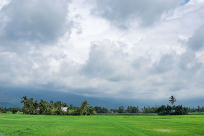 Scenic view of field against sky