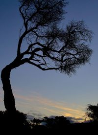 Low angle view of silhouette tree against sky at sunset