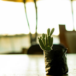 Close-up of potted plant on table