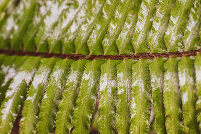 Full frame shot of green plants