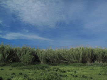 Scenic view of grassy field against sky