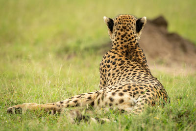 Cheetah lies on grass eyeing termite mound