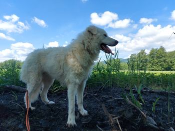 Dog standing on field against sky